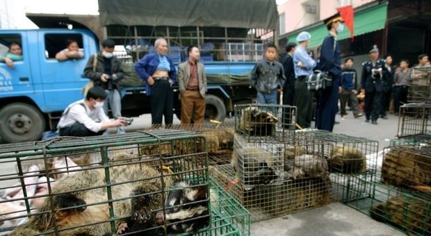 Coronavirus, in Vietnam stop al commercio di carne di animali selvatici
