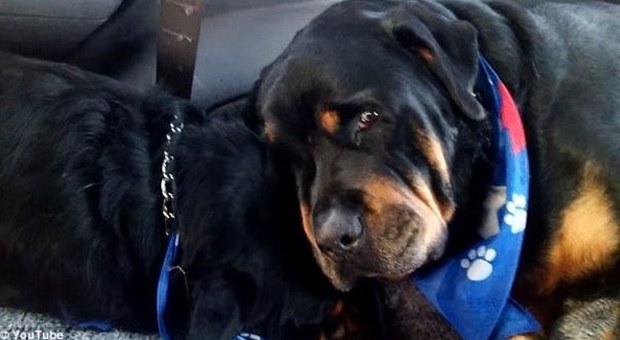 Rottweiler piange fratellino morto, il video virale commuove il web