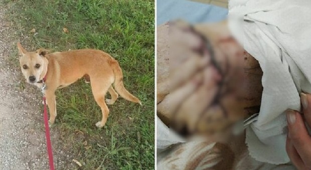 Lesioni riportate dal cane a causa dell'aggressione del Pitbull