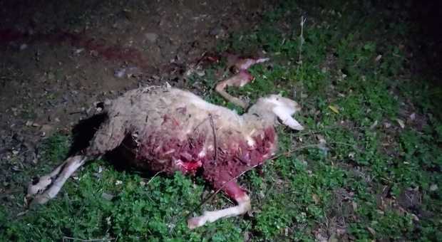 L'attacco dei lupi: due agnelli sbranati e un altro gravemente ferito