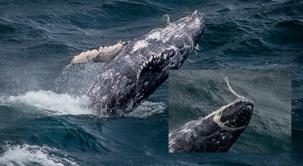 Cucciolo di balena con la rete da pesca che gli chiude la bocca, corsa contro il tempo per salvarlo
