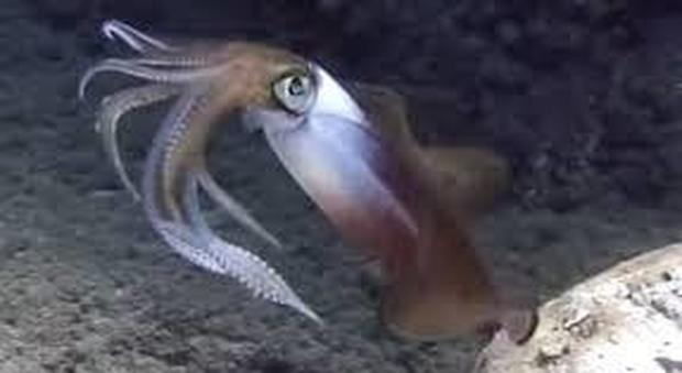 Avvistato per la prima volta uno strano calamaro di acque profonde che cambia aspetto