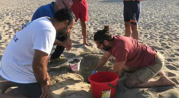 La messa in sicurezza del nido rinvenuto sulla spiaggia di Ugento