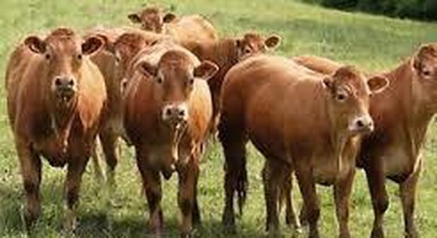 Irpinia, quattro bovini al pascolo in area vincolata: denuncia e multa