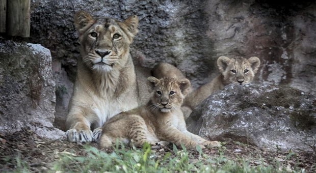 Ecco le due leoncine asiatiche appena nate al Bioparco, ora gara per i nomi