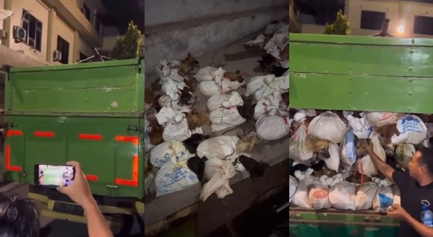 Indonesia, scoperto camion con più di 200 cani pronti per il macello: arrestate cinque persone