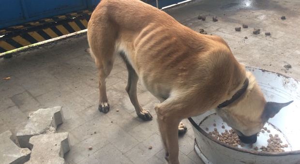 Il cane trovato dalla polizia e condotto nel canile di Tricase