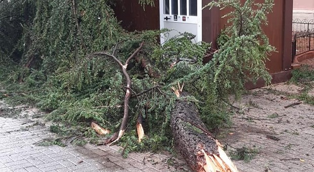 Battipaglia, crolla albero vicino alla scuola