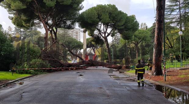 Maltempo, albero crollato al parco di Latina. Allagamenti al Circeo e nel sud pontino