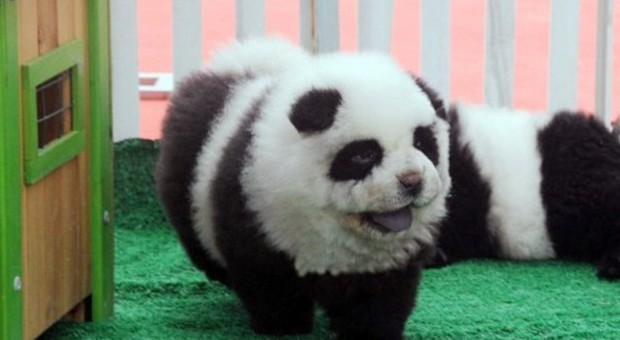 Cani Chow-chow 'travestiti' e "truccati" da panda al circo: denunciato il proprietario