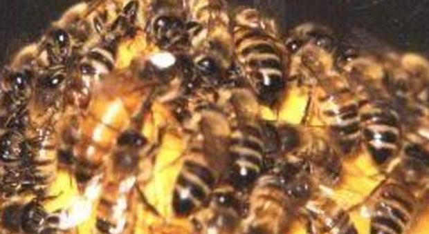 Arrivano le api sentinelle nella Reggia di Carditello