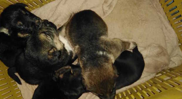 Seppelliti vivi in una tana, cinque cuccioli salvati dai volontari nel Napoletano