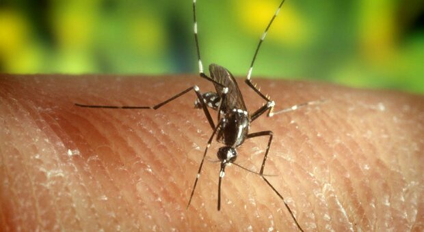 Dengue, boom di casi a Singapore: cos'è la febbre "spaccaossa" e cosa rischia l'Italia?