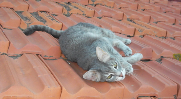 Campobasso, si arrampica per salvare il gatto e cade dal balcone: morto dopo 12 giorni di agonia