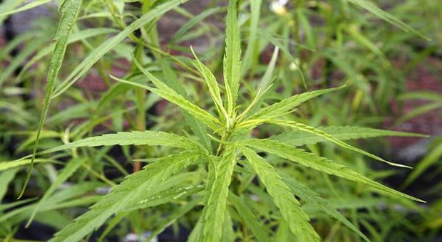Cannabis, Cassazione: coltivare piante in casa non è reato