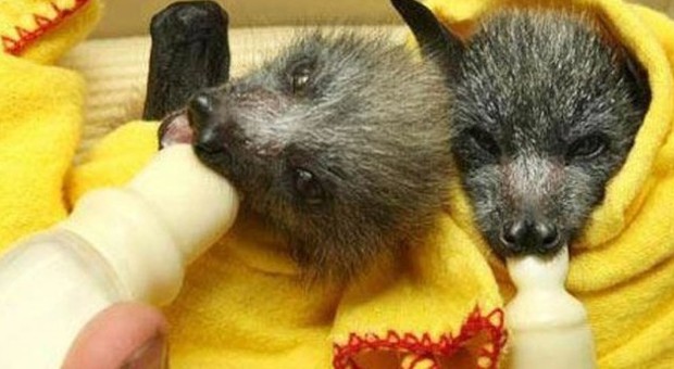 Baby bats (Fonte: You Animal)
