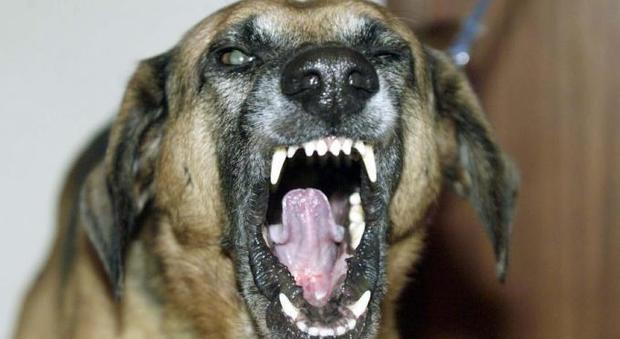 Argo, il cane sorvegliato speciale: il Comune ordina misure restrittive