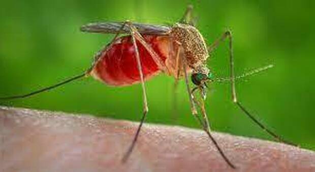 Zanzare, dalla «tigre» all’Usutu virus: rischi e rimedi anti-prurito e anti-gonfiore