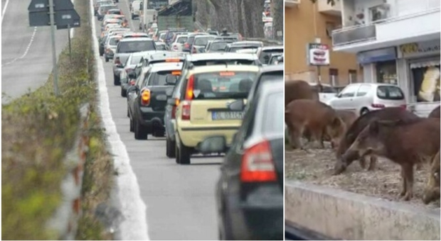 Cinghiali a Roma, sulla Colombo arrivano le barriere. «Così la strada sarà più sicura»
