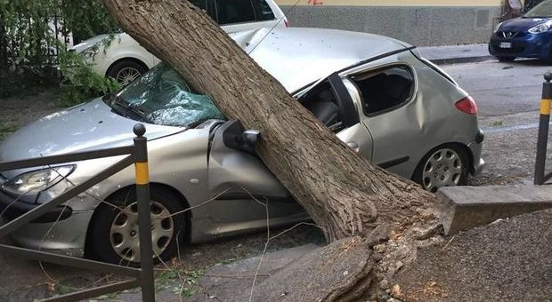 Napoli, l'albero caduto sull'auto al Vomero era pericolante da quattro mesi