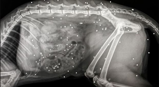 Senigallia, gattina presa a fucilate: nel corpo ha più di settanta pallini