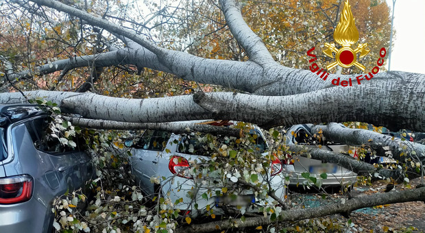 Terrore al parcheggio dell'ospedale: albero crolla e schiaccia le auto in sosta