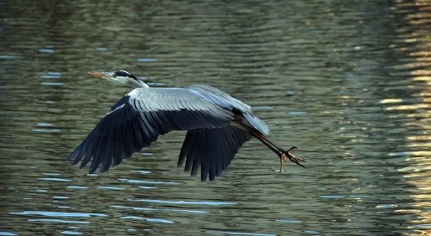 L'airone cenerino in volo sul fiume Topino a Foligno
