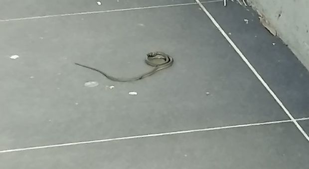 Il serpente spuntato nel sottopasso