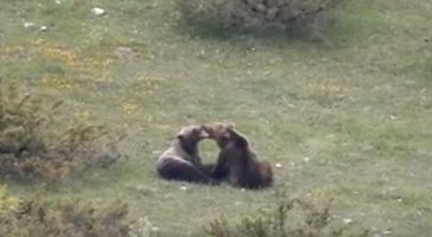 Tenerezze tra orsi marsicani: le immagini del corteggiamento nel Parco nazionale d'Abruzzo