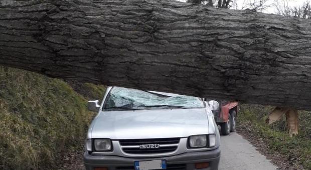 Tempesta di vento: un grosso albero si abbatte su un'auto, ferito il conducente. Chiuse strade e una scuola