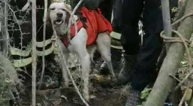 Guidonia, i vigili del fuoco salvano un cane caduto in un pozzo