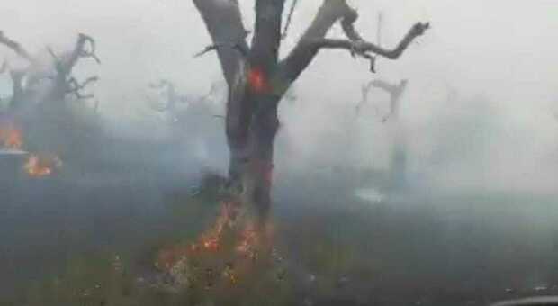 Salento, incendi nelle campagne: a fuoco ulivi colpiti da xylella