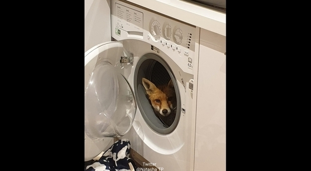 La volpe nella lavatrice (immag pubbl su Twitter da Natasha TP)