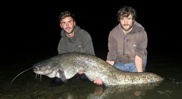 Maxi pesce siluro pescato nel lago di Ragogna: pesa quasi 40 chili 