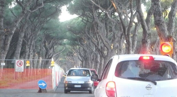 Ostia, via di Castel Fusano chiusa per lavori per (almeno) due settimane: 200 pini malati da abbattere