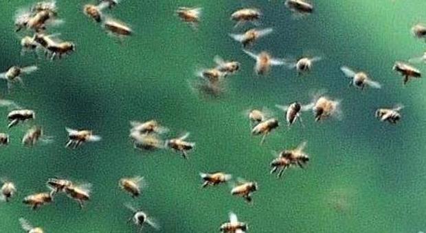 Sant'Anastasia, sciame d'api aggredisce scolaresca di bimbi di 5 anni: punti in dieci