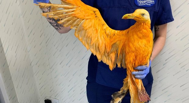 Gabbiano arancione stupisce l'Inghilterra. I veterinari: «Le sue piume ricoperte di curcuma»