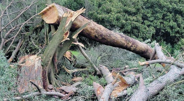 Alberi crollati, l’anno orribile: 460 da gennaio. Quasi 60 tronchi caduti in questo weekend