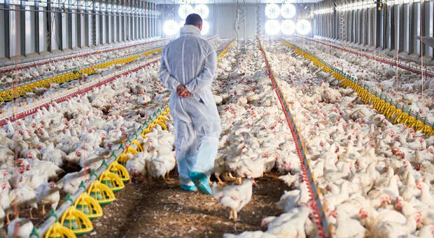Centomila polli in più nell'allevamento di Porto Viro, così diventa "extra-large"