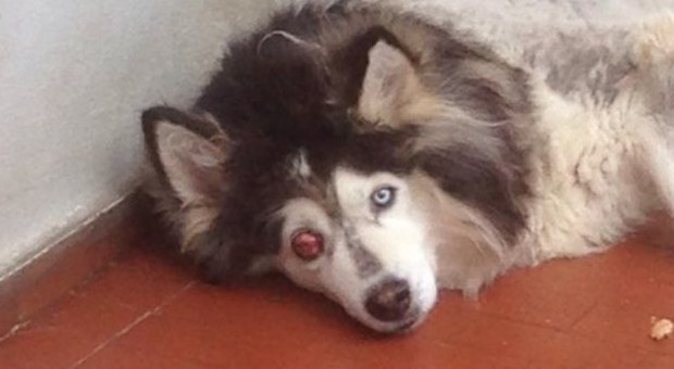 Husky tenuto in balcone per 12 anni dai padroni: ora rischia di perdere un occhio