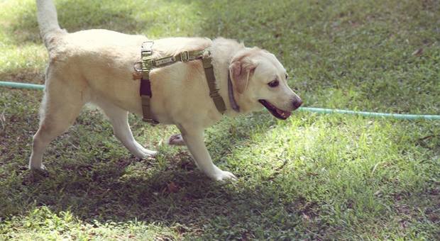 Rivoluzione Pet-therapy a Napol: premiati i primi cani terapeuti