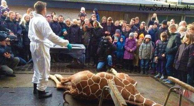 La foto choc della giraffa uccisa e mostrata ai bambini dello zoo