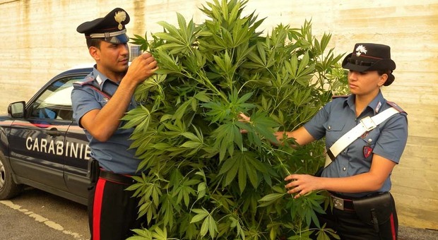 Terreno coltivato a cannabis, arrestati due ragazzi di 23 e 24 anni