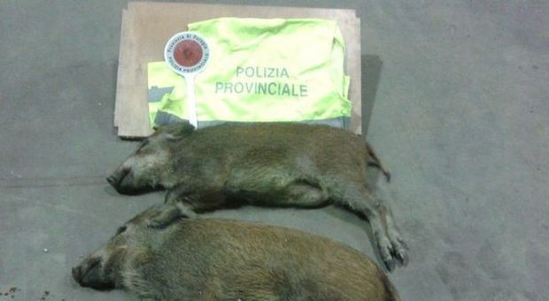 Perugia, bracconiere uccide due cinghiali e lancia le prede dall'auto in corsa