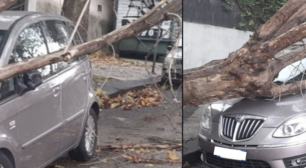 Maltempo a Napoli, crolla albero davanti alla scuola Della Valle di Posillipo
