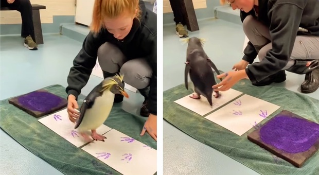 Il pinguino costretto dall'addetta dell'acquario a "dipingere" le tele. (immag diffuse su Fb da Jack DeBerry)