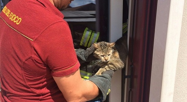 La giovane gatta liberata dai vigili del fuoco