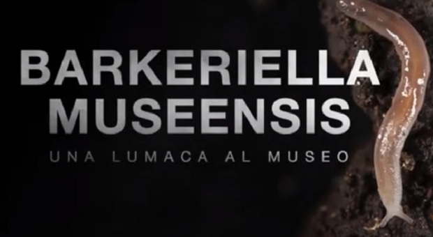 Al Muse di Trento scoperta una nuova specie di lumaca: si chiama Barkeriella museensis