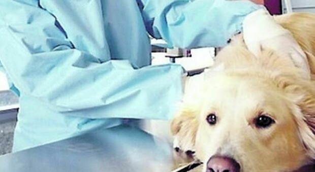 Speranza firma decreto: ok a cura animali con farmaci umani