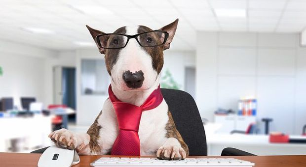 Portare cani e gatti in ufficio, 3 lavoratori su 4 favorevoli: portano allegria e facilitano la socializzazione